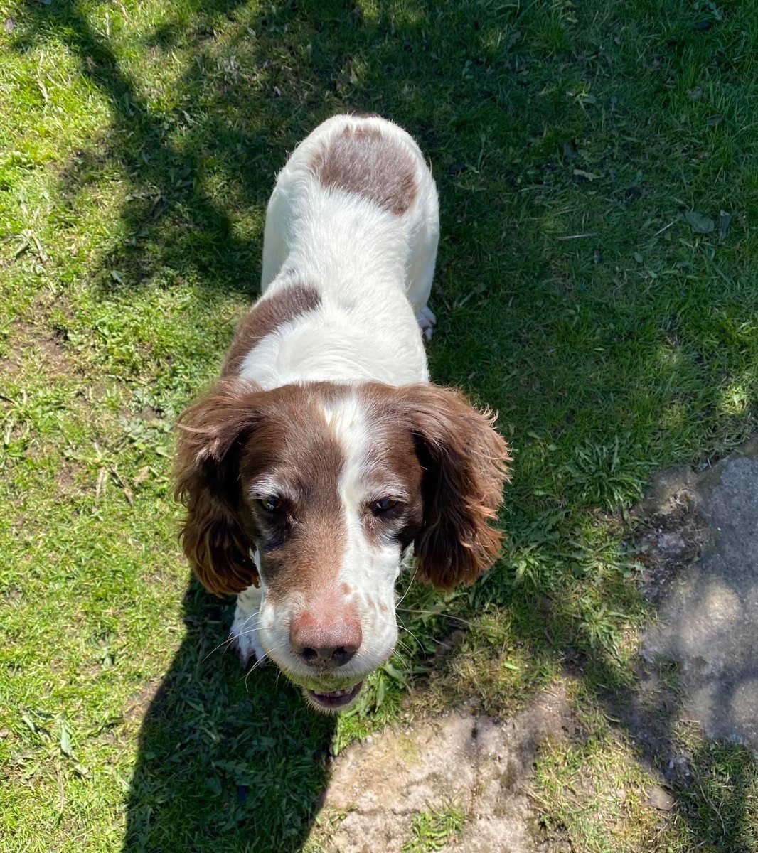 One final tweet for this evening, as we get ready for bed we are still looking for our beautiful Tilly who was stolen from us overnight. Please return her, she needs her medication. She is such a sweet dog, I don’t think the CAESSR team will be sleeping much tonight 😢