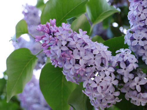 メリアルーム على تويتر 今日の花 4月12日の誕生日花は ライラック 花言葉は 初恋の思い出 です この日生まれの人は 素敵な恋に憧れるロマンチスト 恋人に夢を見すぎて 現実とのギャップに落ちまないようにしましょう 4月12日 誕生花 花言葉 メリアルーム على تويتر 今日の花 4月12日の誕生日花は ライラック 花言葉は 初恋の思い出 です この日生まれの人は 素敵な恋に憧れるロマンチスト 恋人に夢を見すぎて 現実とのギャップに落ちまないようにしましょう 4月12日 誕生花 花言葉