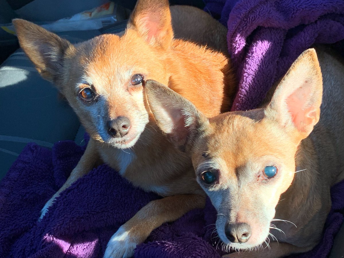 Lilymoll76's tweet photo. HAPPY #NationalPetDay #lily #chipom #pomchi #molly #chipin #pinchi #dogs #furbabies #unconditionallove #forever #sosweet https://t.co/yw93cdO2BV