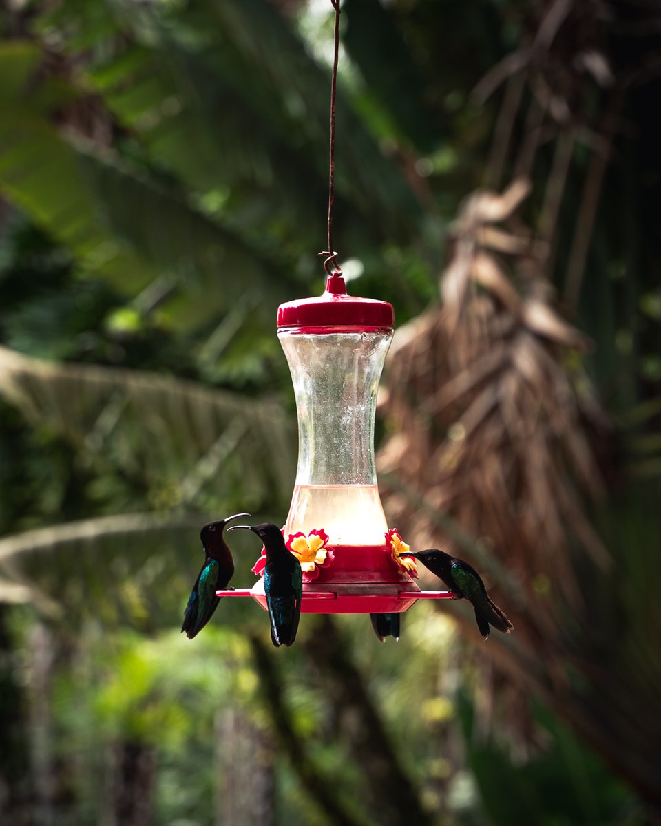 C'est l'heure du petite déjeuner des colibris à Balata ! jardindebalata.fr/billetterie

#martinique #vacances #balata #jardindebalata #nature #ilovemartinique #colibris #fevrier #antilles

Crédit photo Kick And Travel