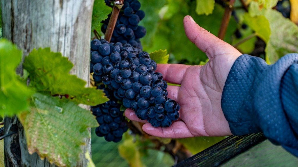 Sofia Elena tweet media