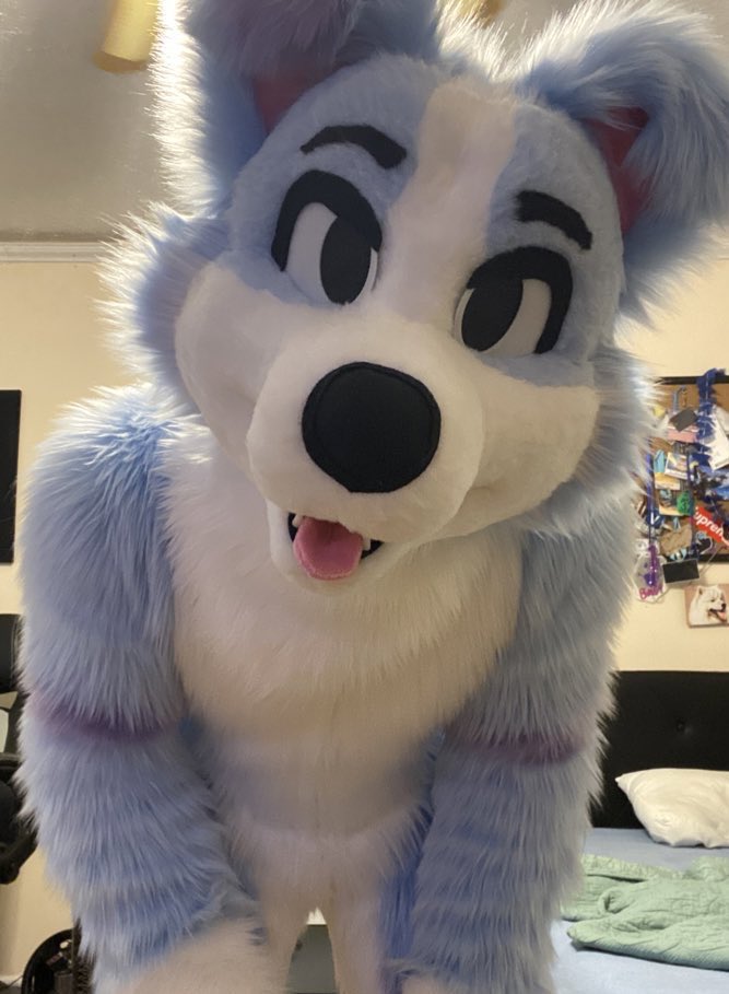 Cannoli Collie tweet media