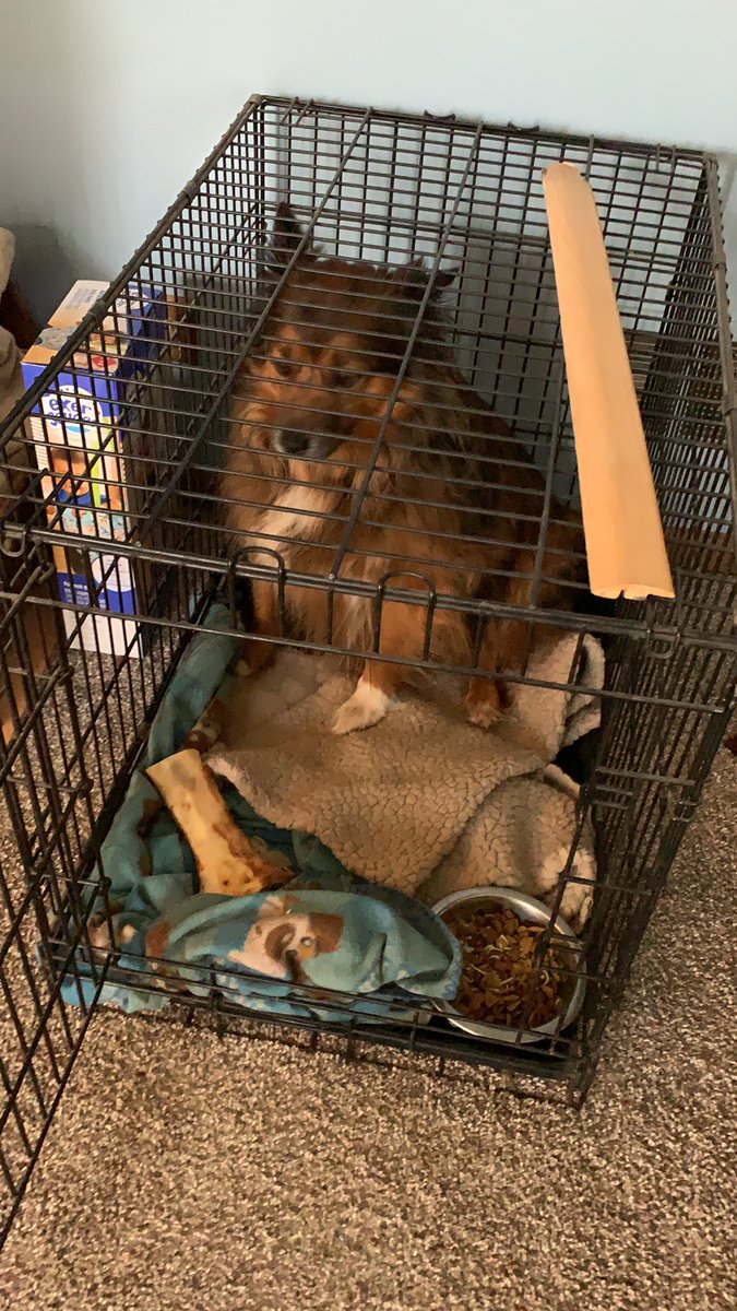 Magdazee's tweet photo. @AndrewYang I have a Grizzly too. He did not want his picture taken. https://t.co/iplq6ktQbU