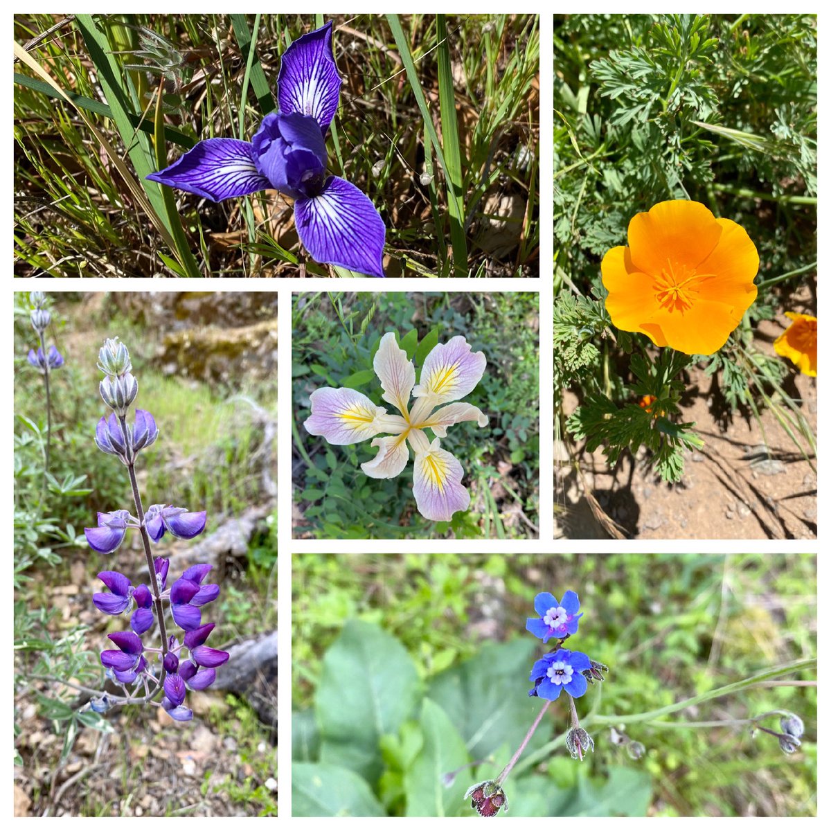 Here’s some California flowers for your Sunday