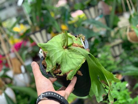 ジョイフル本田 ガーデンセンター ガーデンセンター新田店 コウモリラン マウントキッチャクード リドレイとコロナリウムの交配種です 貯水葉が血管のように筋が出てくるタイプ 板付するとより素敵に ビカクシダ ブラティセリウム T ジョイフル本田 ガーデンセンター ガーデンセンター新田店 コウモリラン マウントキッチャクード リドレイとコロナリウムの交配種です 貯水葉が血管のように筋が出てくるタイプ 板付するとより素敵に ビカクシダ ブラティセリウム T