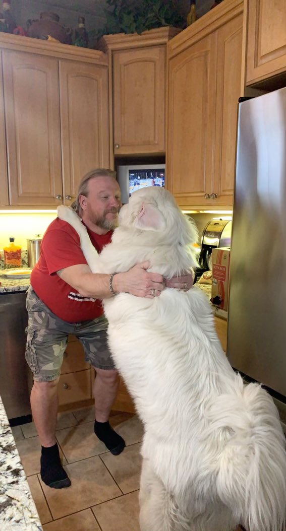 bigdaddyolson's tweet photo. Bodie the burner &amp; Beau the Pyr. #happynationalpetday https://t.co/rC84zz6Aui