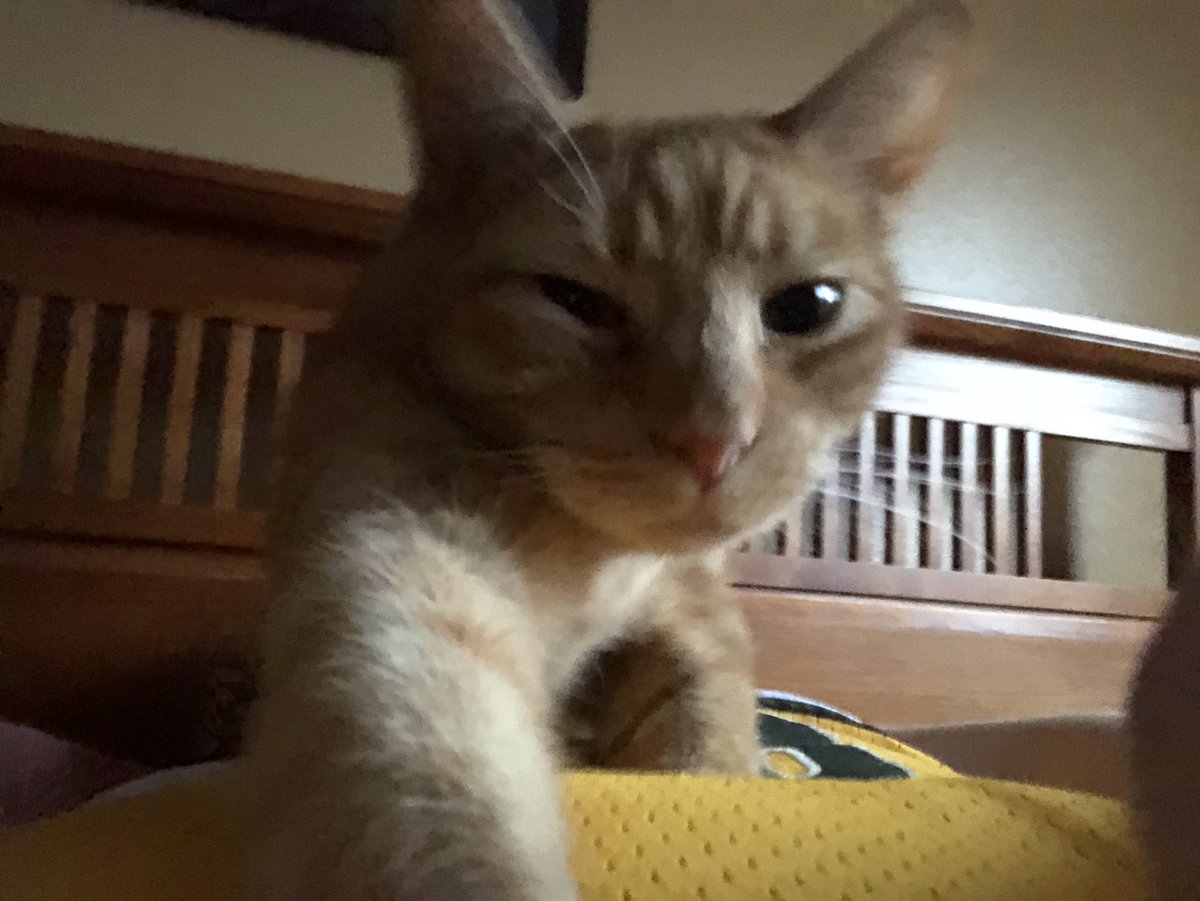 ScottHopson1's tweet photo. Are you awake Master?
I’m hungry and the litter box has something in it! https://t.co/wX0iRWkY9N