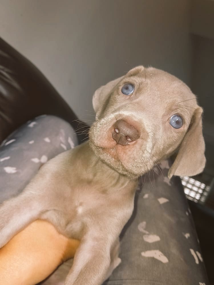 EdwinAp95111024's tweet photo. Hermoso cachorro de Braco de Breimar Waimarane en venta solo me queda este macho precio 250$ excelente línea y linaje puro, mamá y papa Braco. https://t.co/o7xvlzAU0Q