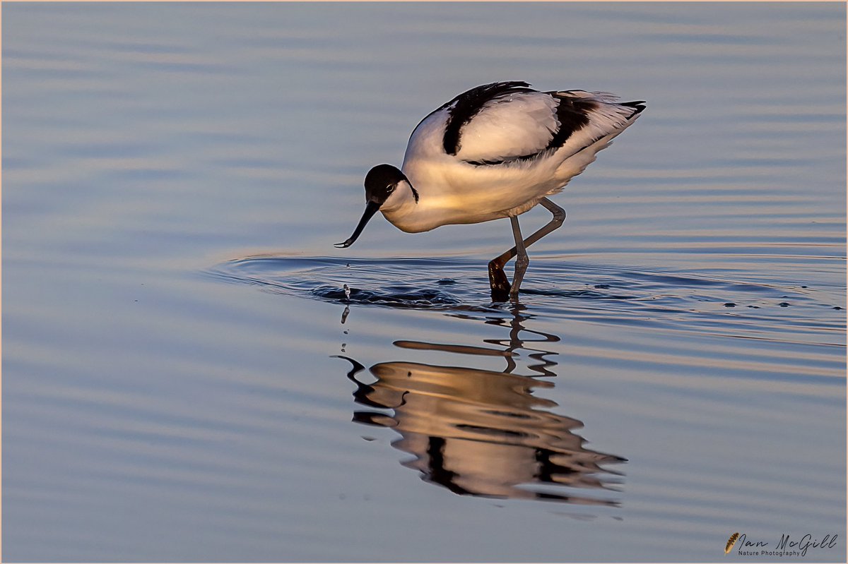 IanMcNature's tweet photo. Pied Avocet (Recurvirostra avosetta) taken at Newton Marsh, Lancashire at first light. @FyldeBirdClub @RSPB_Ribble @Natures_Voice @BBCSpringwatch @PrestonNature @BirdWatchingMag @NatureUK @iNatureUK #birdphotography #photooftheday #birdwatching https://t.co/TBeTjg349X