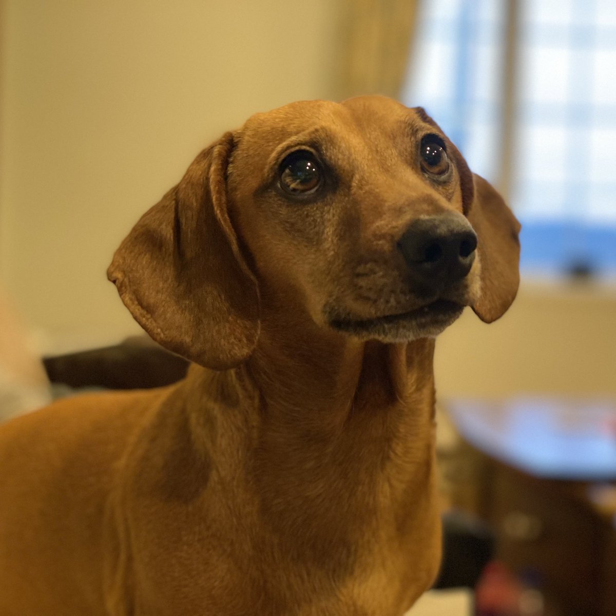 SausageDogHotel's tweet image. Beautiful Frankie hoping to share in whatever I have... #Groaker #SharePlease