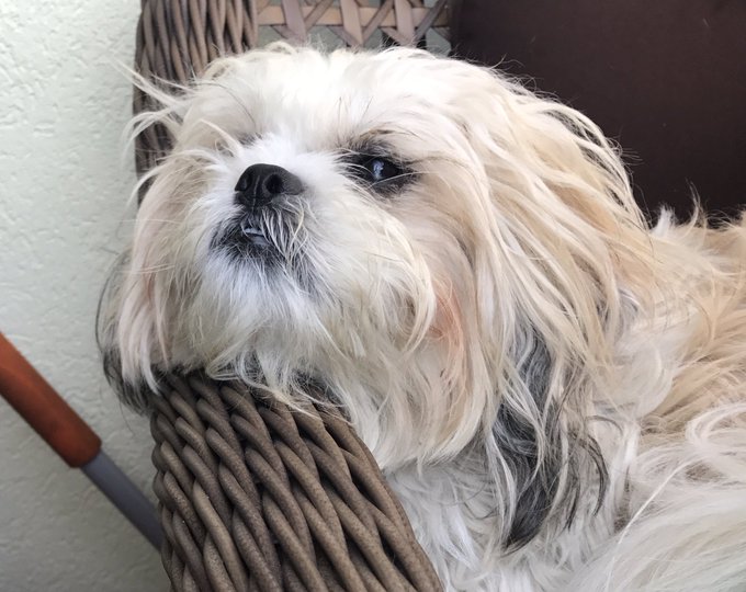 Sooo cute! Here&rsquo;s me and my fur baby #NationalPetDay #AdoptDontShop https://t.co/Ff5z7nlbS1<a href="/tag/nationalpetday"class="tags">#NationalPetDay</a><a href="/tag/adoptdontshop"class="tags"><span>#adoptdontshop</span></a>