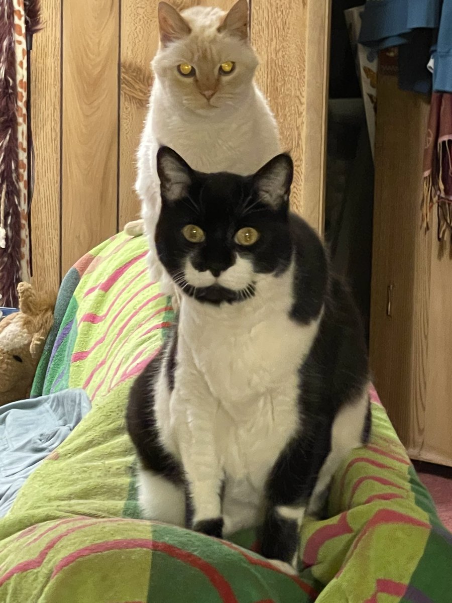 ...so she'd be a witch and know things. tweet media