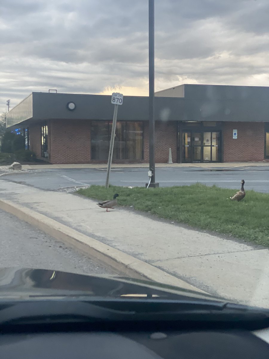 These two stopped traffic 🥺