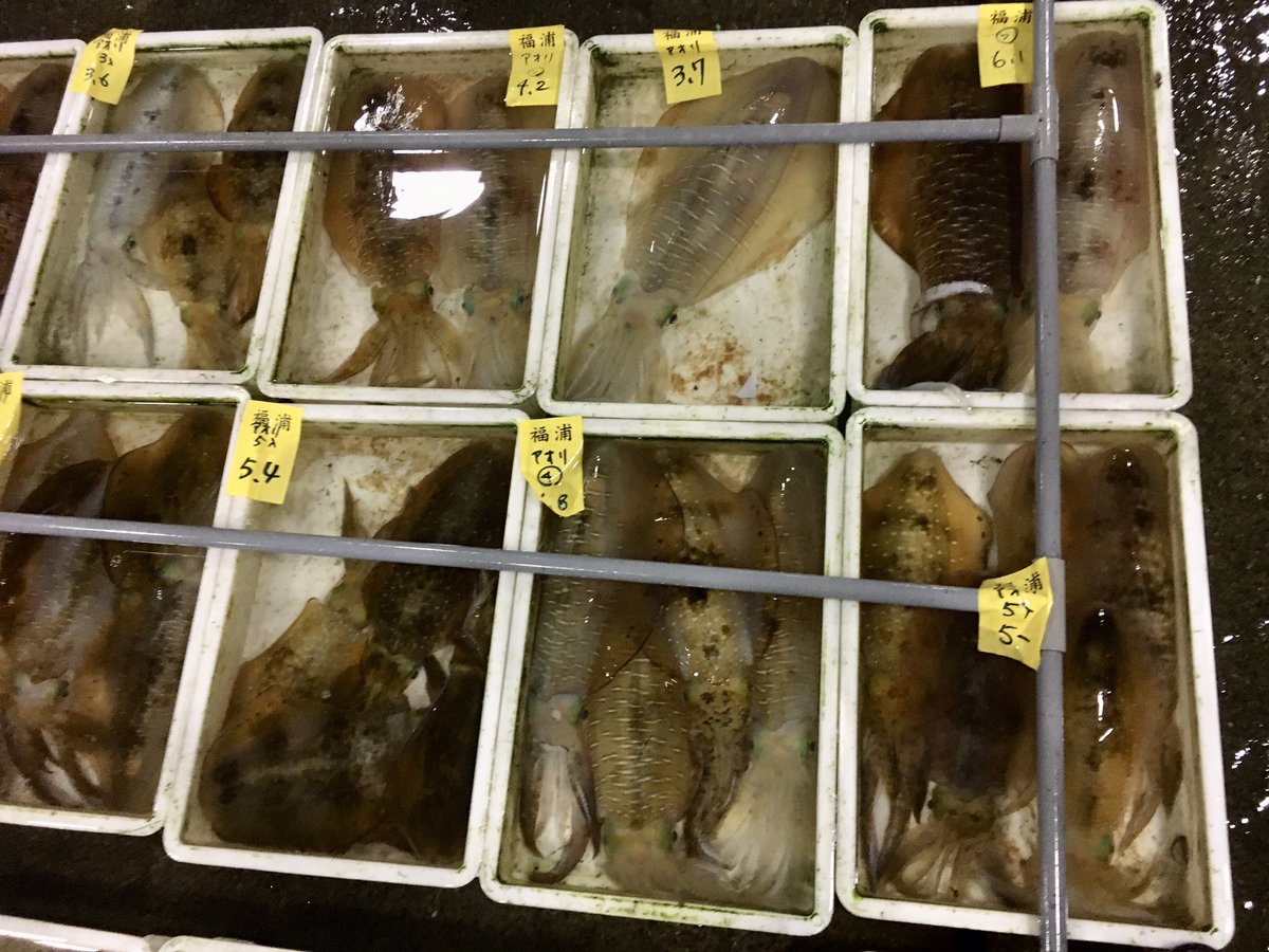 魚菜屋 天然鮮魚専門店 本日小田原仕入れ 魚種 量ともに増え 春らしくなってきました 小田原朝どれ 活魚 真鯛 石鯛 エビスダイ 平目 カワハギ ウマヅラハギ 鬼カサゴ オコゼ ホウボウ 真アジ イサキ 虫ガレイ ハモ アオリイカ 墨イカ