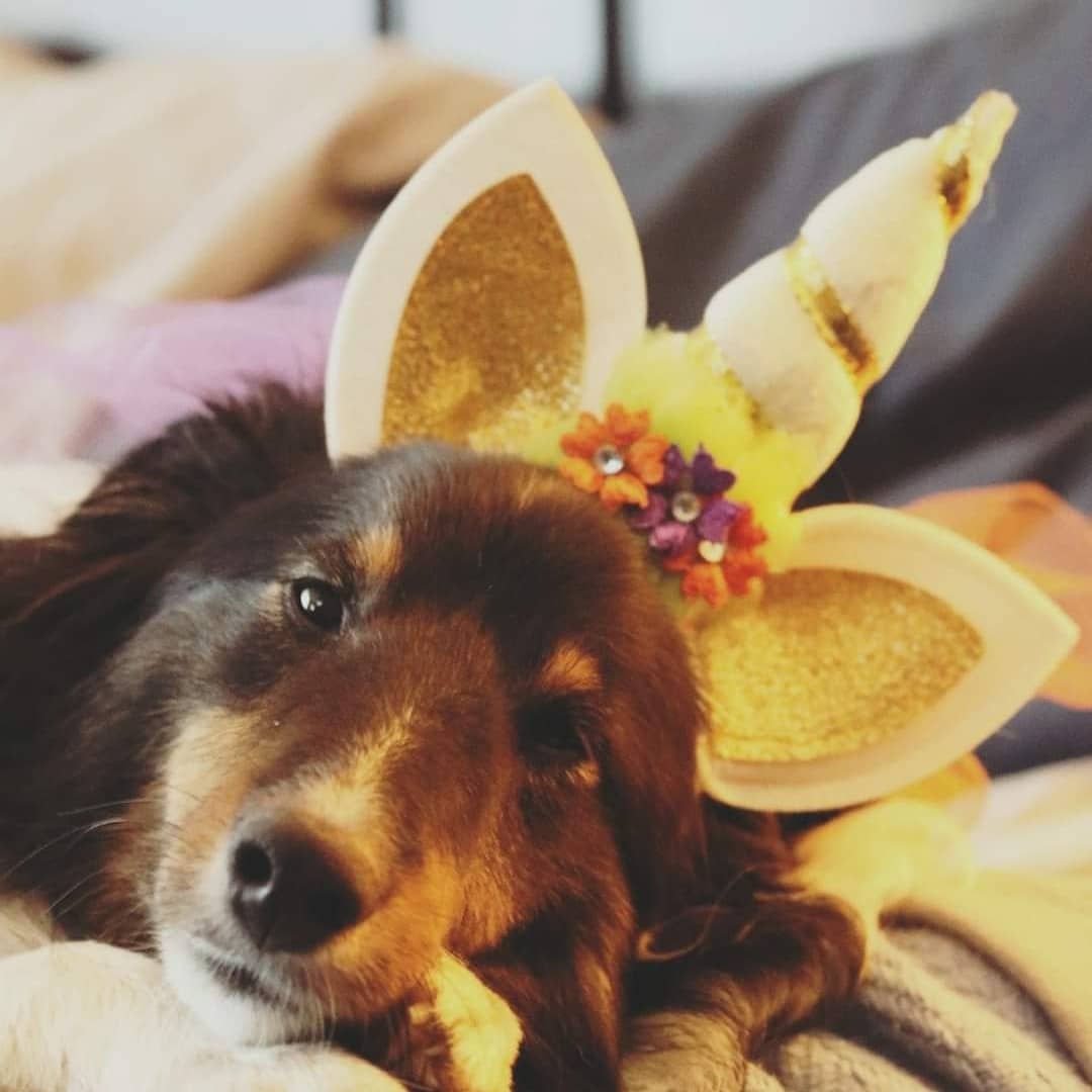 HerbLoomDesigns's tweet photo. Work hard, play hard. Happy #nationalpetday to shop dog! 💼🐾💯 ❤️ https://t.co/XlLNF3AWC7
