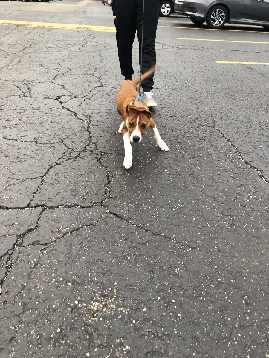 tonistranman's tweet photo. I just found this sweet guy eating trash in my apartment complex in Kent, pls retweet so we can find his owner‼️‼️ https://t.co/YQNViwQzjN