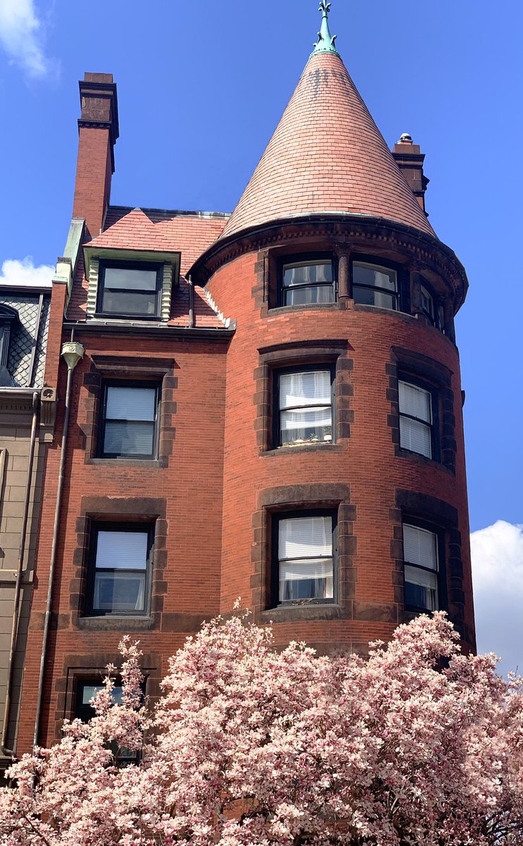 BostonLandmarks's tweet photo. This weekend the #magnolias along #CommonwealthAve are in full bloom. Did you know that planting them was an effort in the 60s lead by area resident Laura Dwight. Read more here: https://t.co/sQ2gQ4NSza. Back Bay (trees included) have been a protected Historic District since ‘66. https://t.co/hbJxJpfryy
