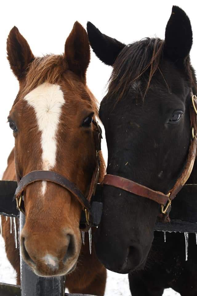 DrEricBrowning's tweet photo. @Oldfriendsfarm @mmhui63 @battles_laura His buddy Saratoga will miss him dearly https://t.co/b4zZoYQVC4
