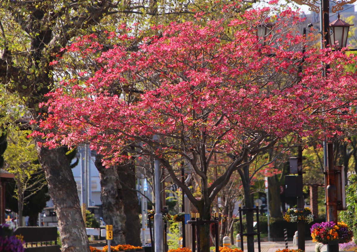 片柳弘史 街路樹のハナミズキが 一斉に花を開きました 大正期に桜の返礼としてアメリカから贈られ 日本中に広まった花だそうです