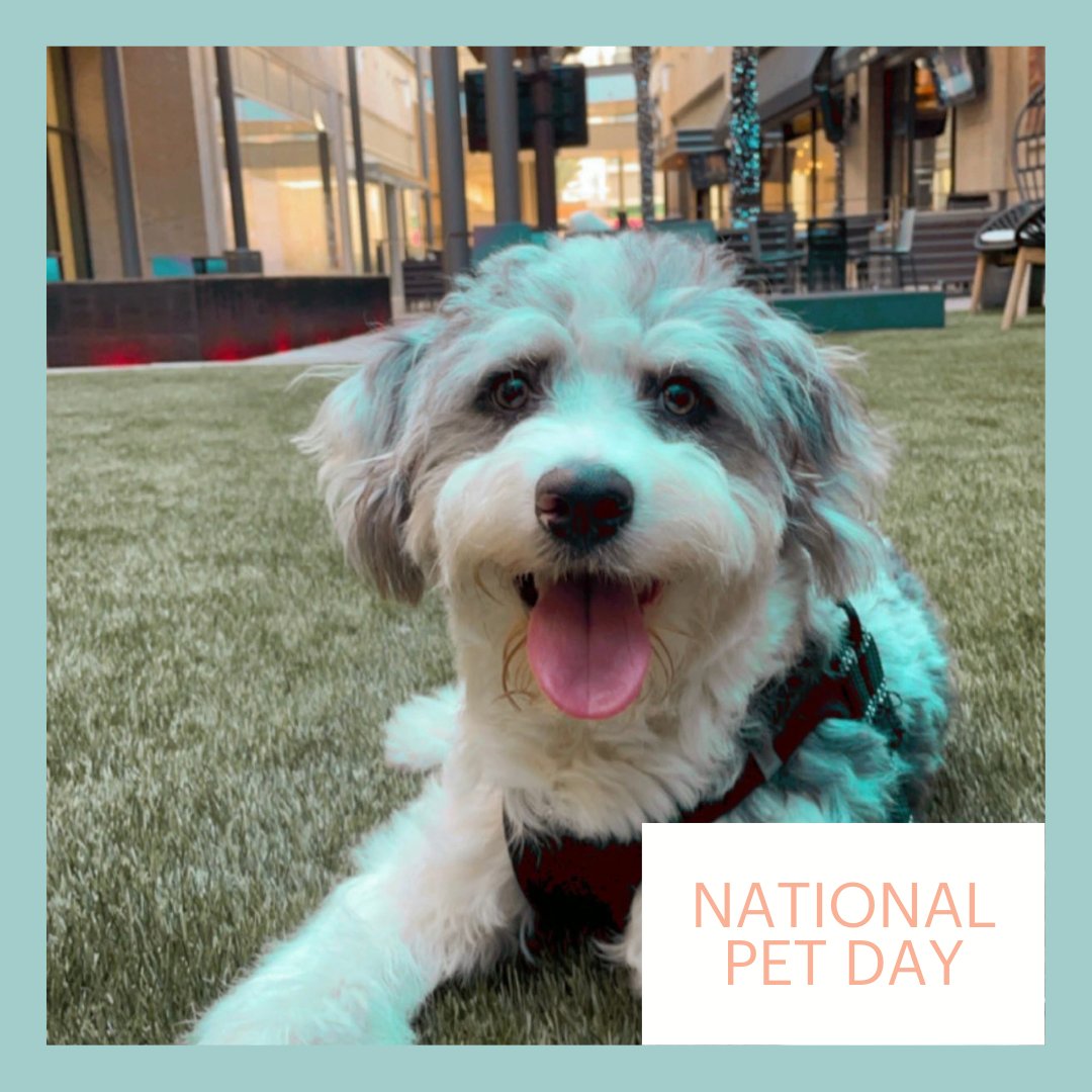 Happy National Pet Day! Where would we be without our furry family members? 🐾 Celebrate your pet today by tagging us in photos of them taken at Greenstreet, we love our furry visitors! 

📸 @ozzietheaussie_htx

#Nationalpetday #GreenStreetHou #DowntownHouston #Midwayplaces