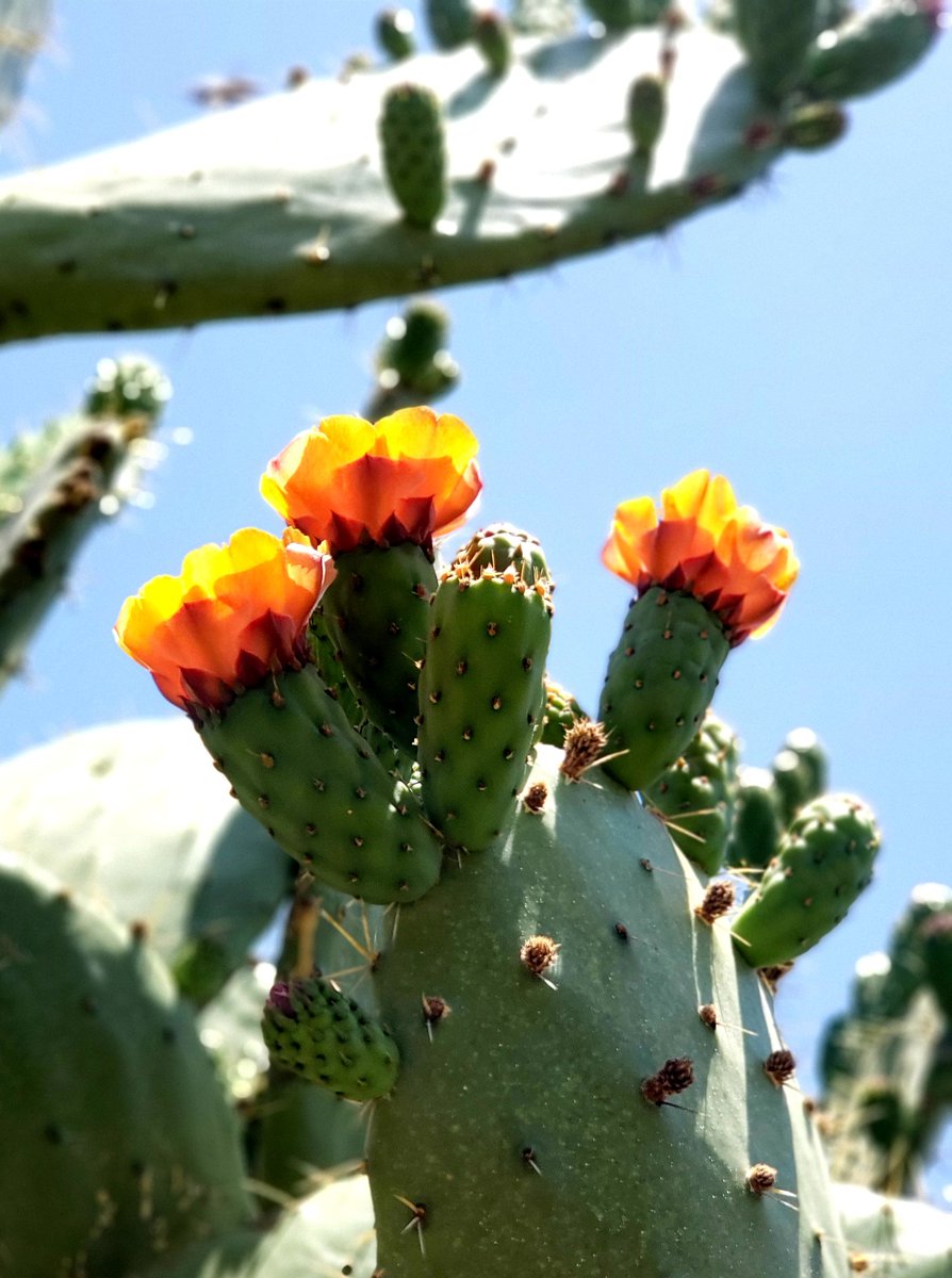 JuanyBaez's tweet photo. #flordenopal
#flordetuna
#Mexico
#nopal
#tuna https://t.co/PZnGIskYWE