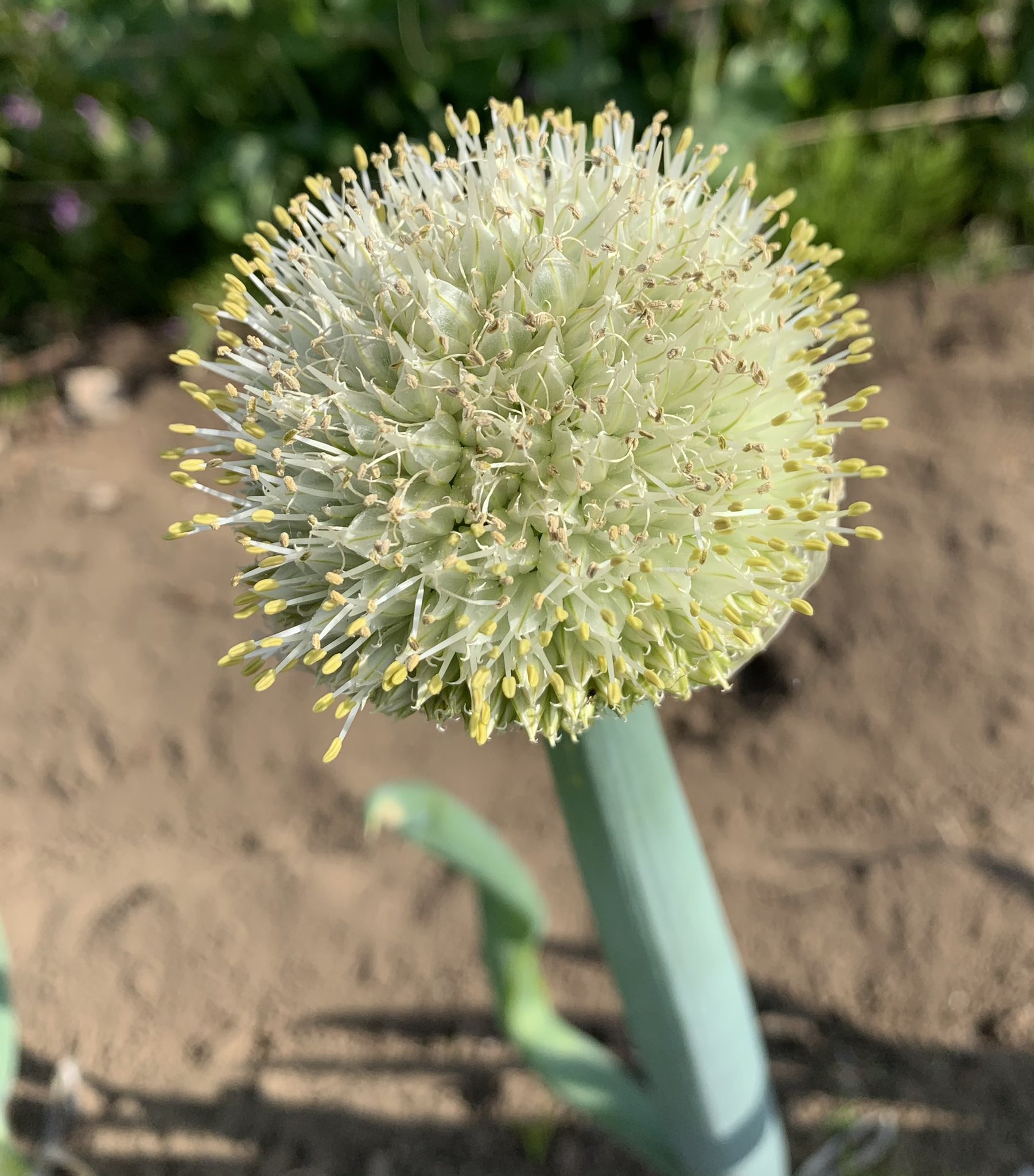 トコ 畑に咲いてる野菜の花達 ねぎぼうず 葱坊主 花 葱の花 ねぎの花 T Co Rldskg8xir Twitter トコ 畑に咲いてる野菜の花達 ねぎぼうず 葱坊主 花 葱の花 ねぎの花 T Co Rldskg8xir Twitter