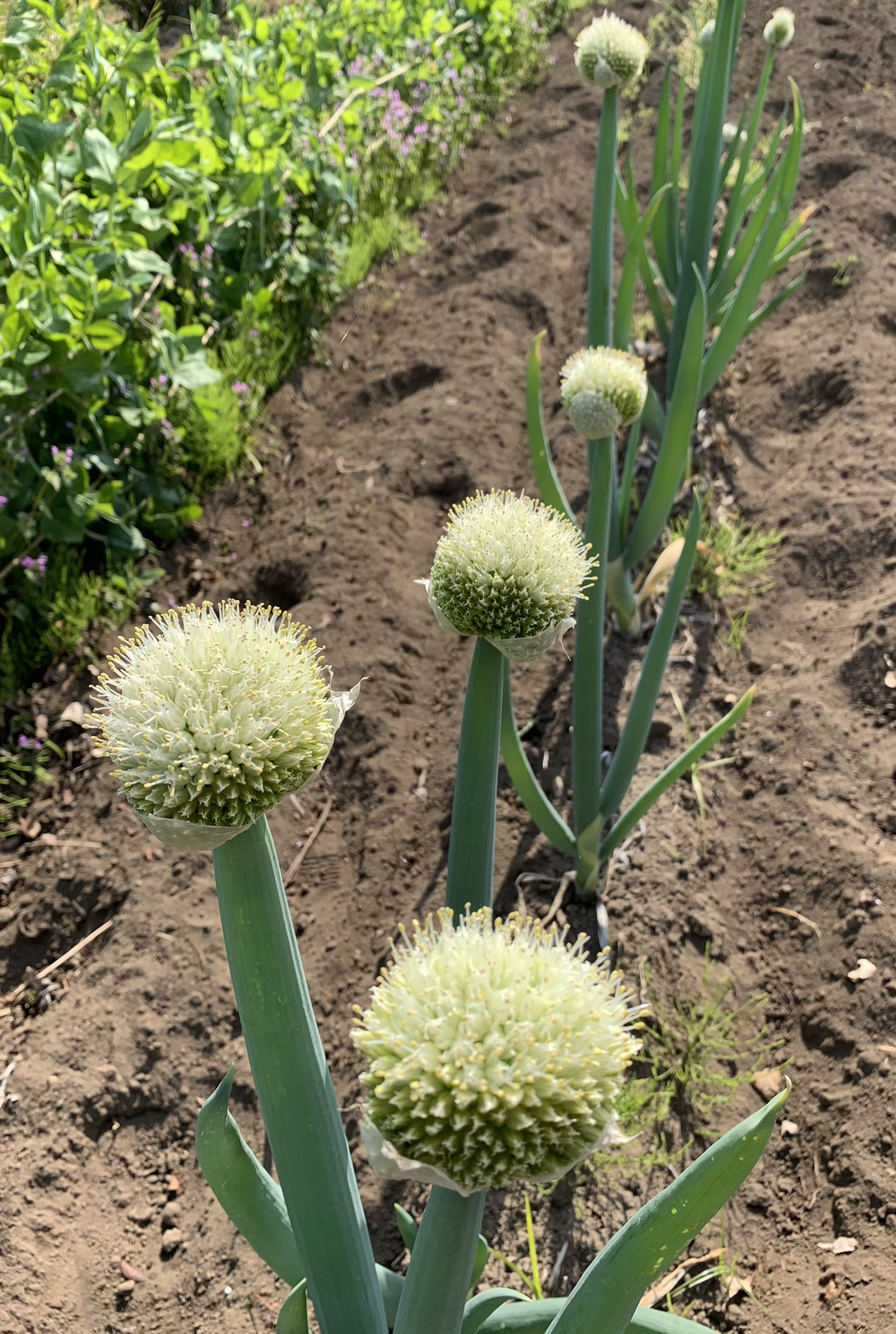 トコ 畑に咲いてる野菜の花達 ねぎぼうず 葱坊主 花 葱の花 ねぎの花 T Co Rldskg8xir Twitter