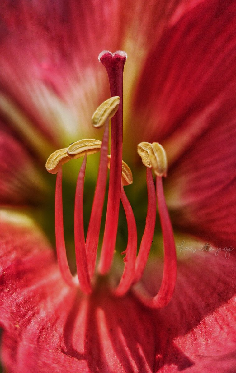 Barbados lily ....
#MicroMonday @MicroHour @MicroNature #Micro #Flowers #IndiAves #Nature #TwitterNatureCommunity #NaturePhotography