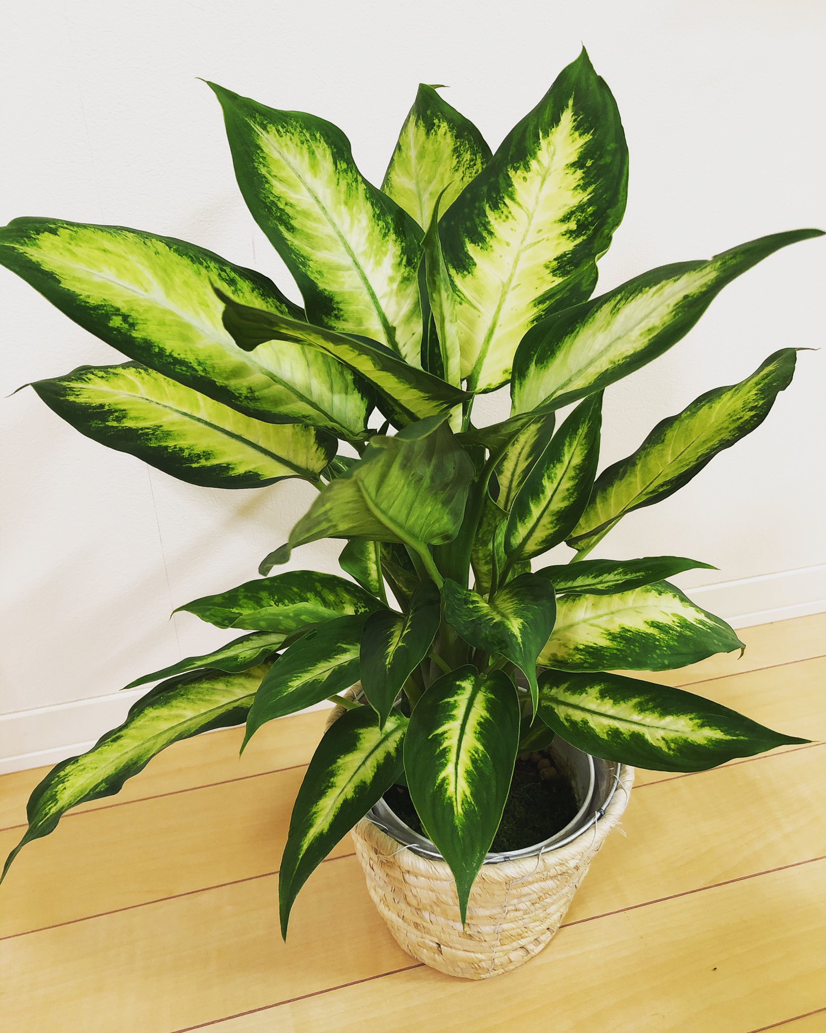 伊吹佳音 元気そうな子をお迎えした 可愛い 花言葉がちょっとアレだけど W 観葉植物 ディフェンバキアカミーラ