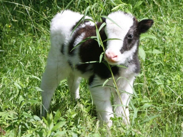 baby cow thread