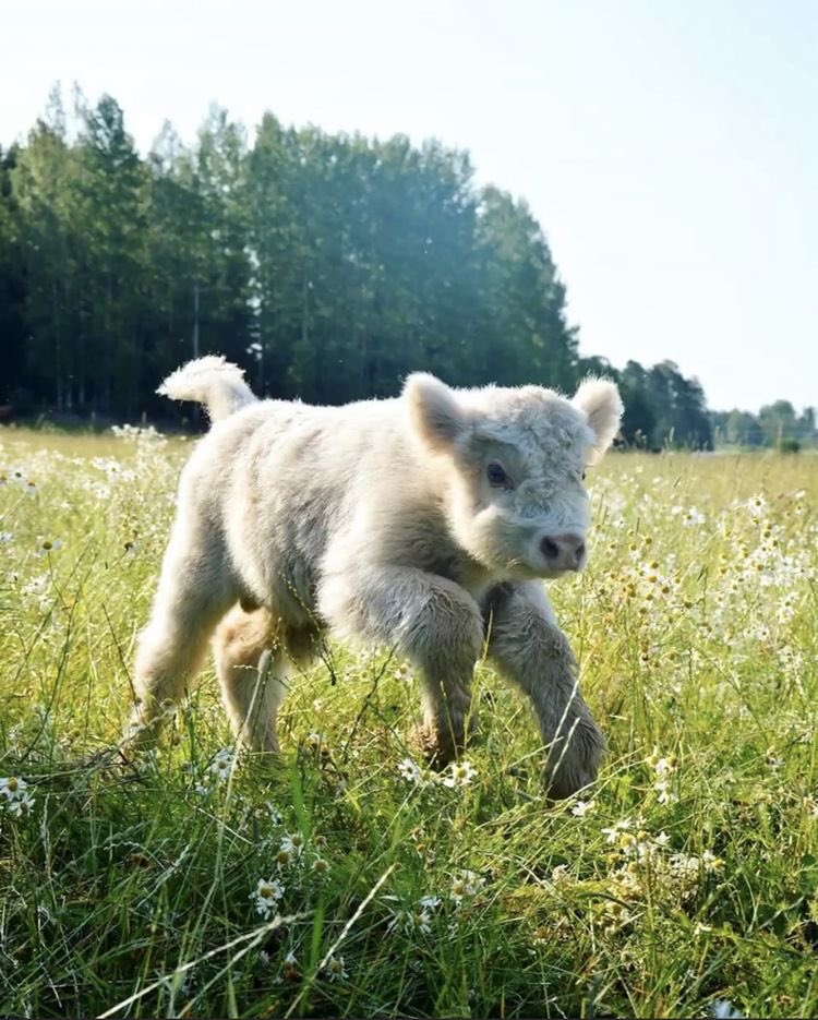 baby cow thread