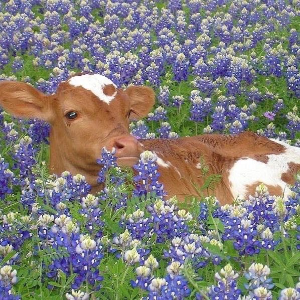 baby cow thread