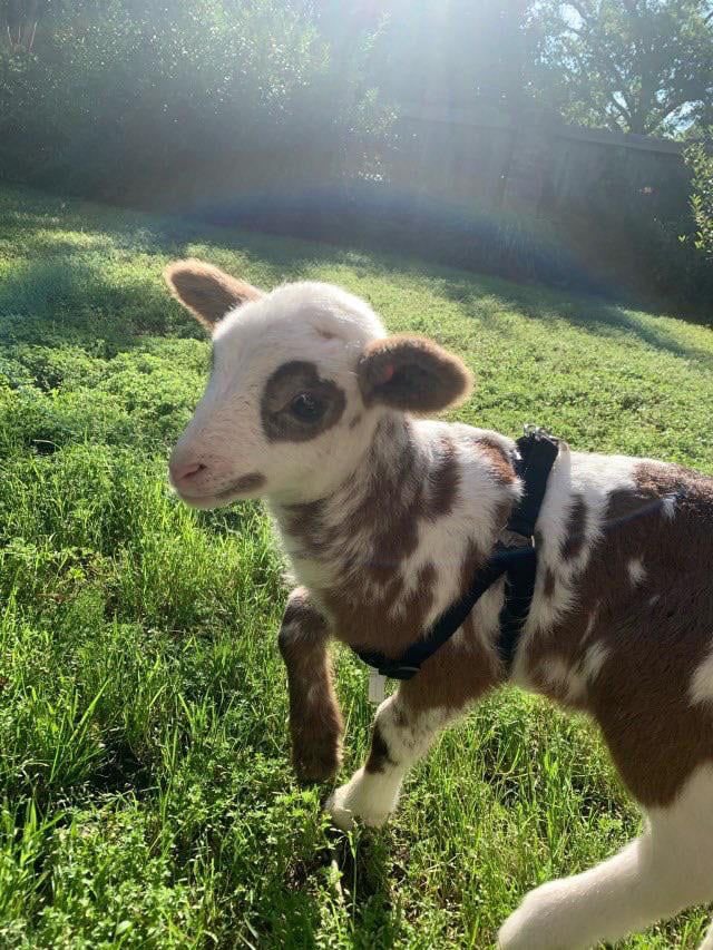 baby cow thread