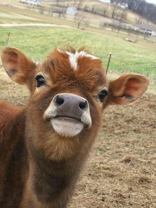 baby cow thread