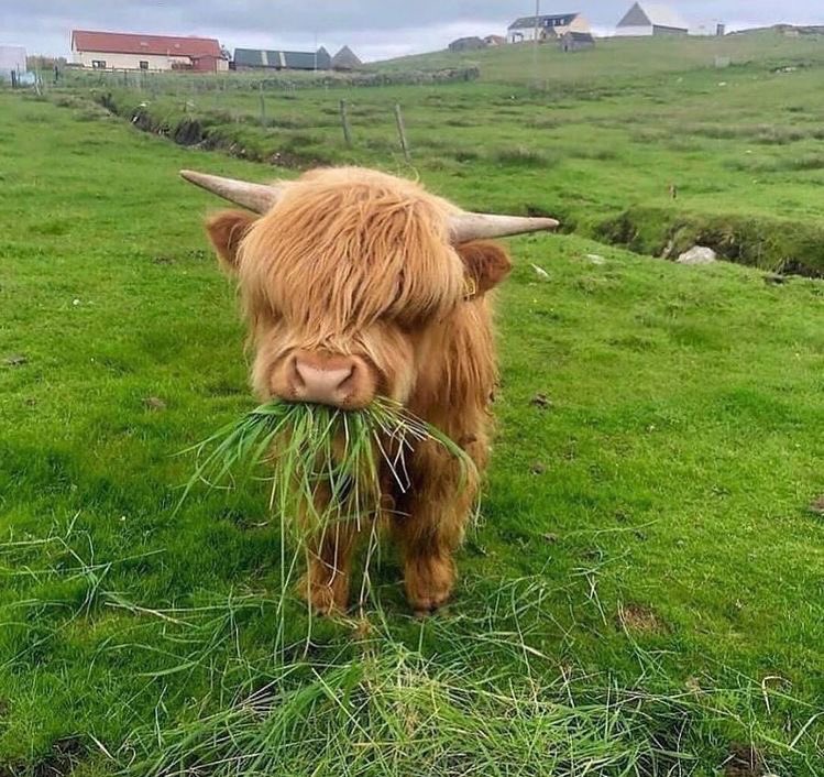 baby cow thread