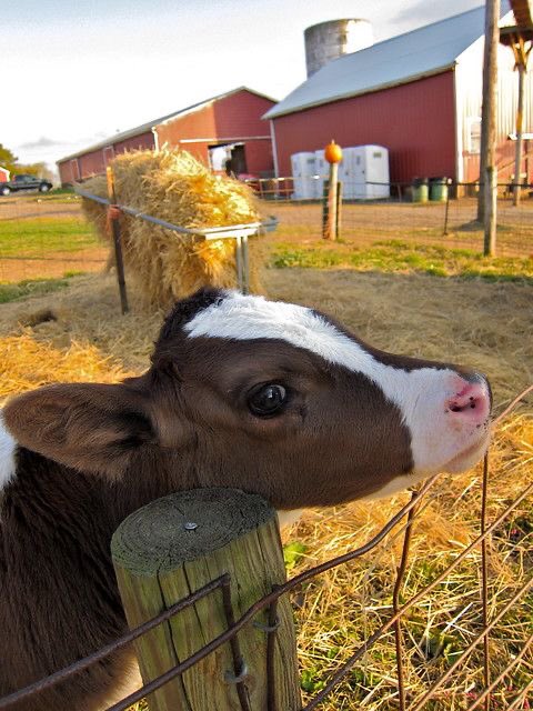baby cow thread