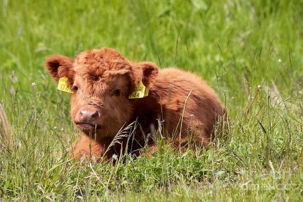 baby cow thread