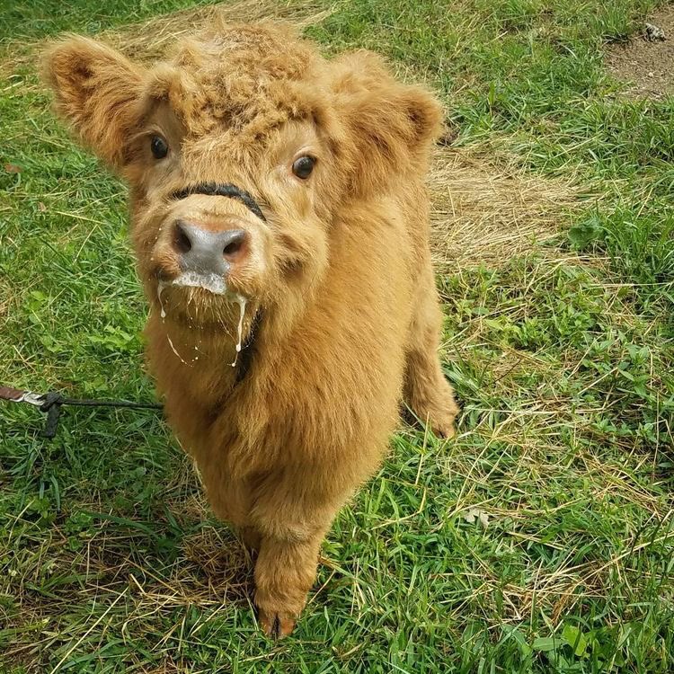 baby cow thread