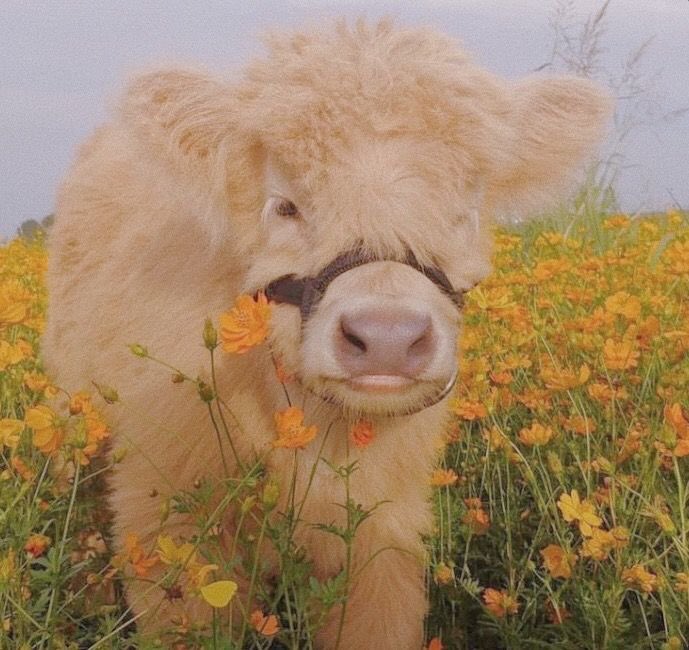baby cow thread