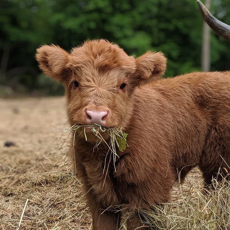 baby cow thread