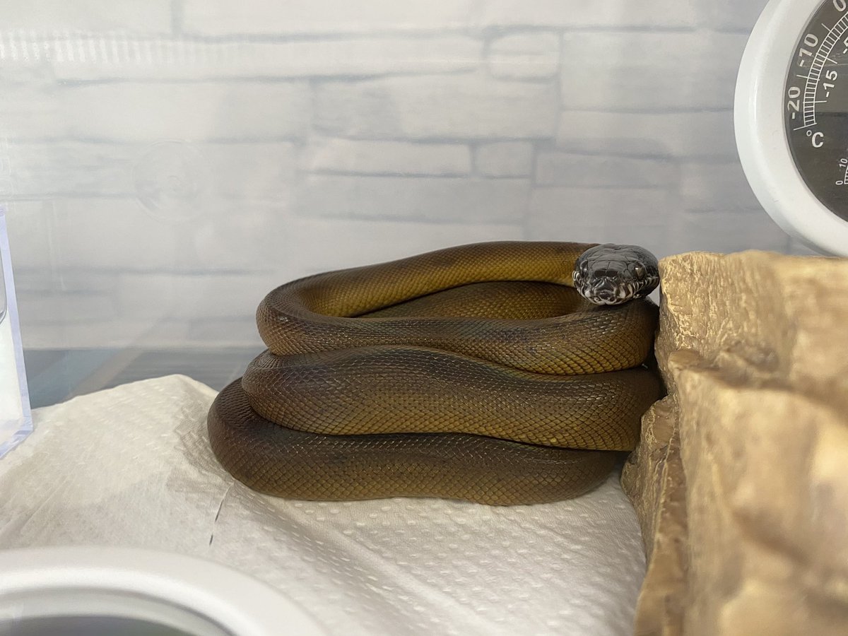 Hebi_Kaeru2020's tweet image. かわいくまとまってる☺️
#アルバーティスパイソン #ノーザン #whitelippedpython #Leiopythonalbertisii #蛇 #ヘビ #飼育 #爬虫類 #爬虫類好き #snake #reptile #reptiles #pet #pets
