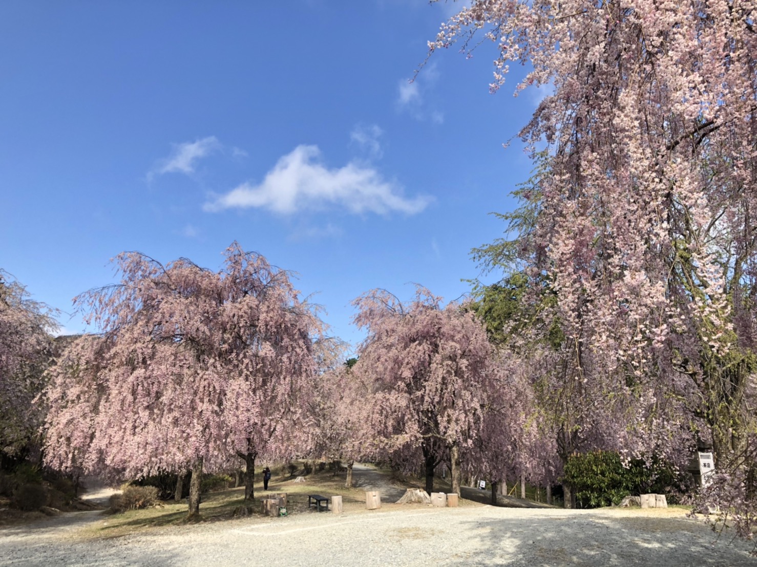 高見の郷 開花状況 舞い始め 天気 晴れ 気温 13 日中予想気温 19 本日も快晴です 桜はまだまだ見頃となっております 風に乗って桜の花びらが綺麗に舞い 圧巻の桜吹雪が見られます 本日も 皆さまのお越し