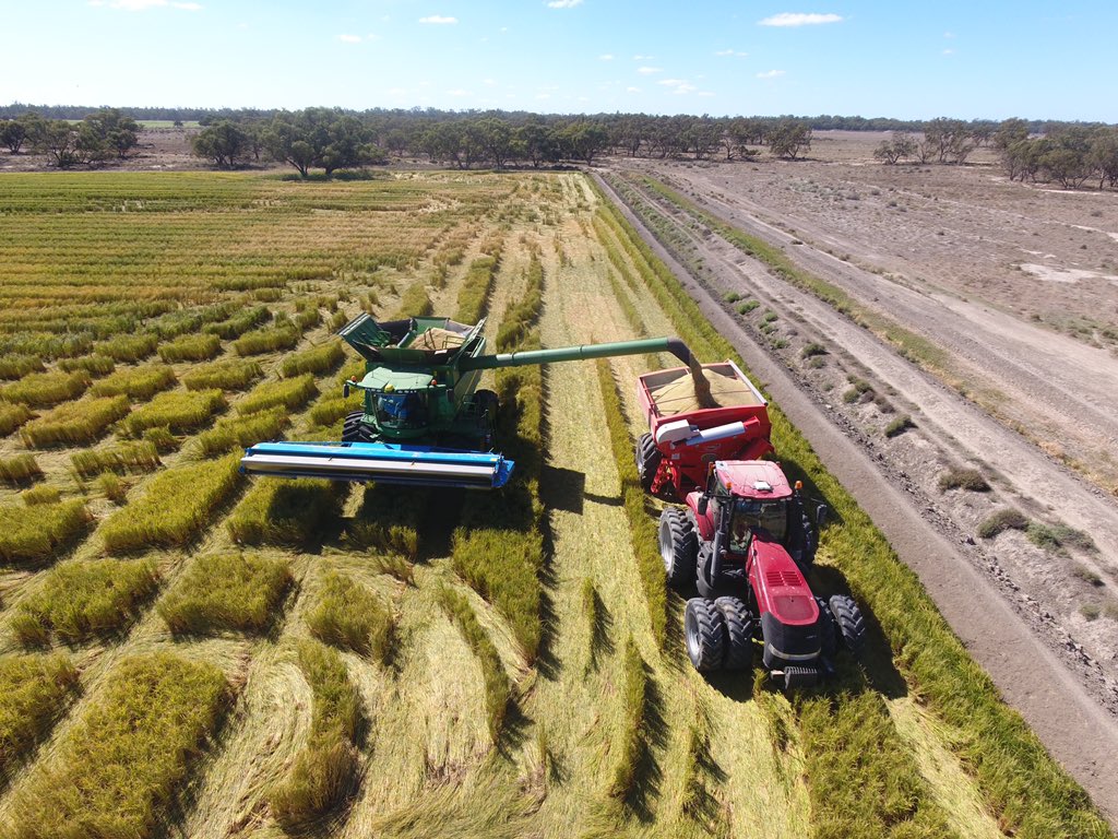 charleton_glenn's tweet photo. Excited to see results of new rice variety V071! #riceC21 @GrowerService @RiceExtension @SHChemicals @brcagents https://t.co/3pdt1HkGMo