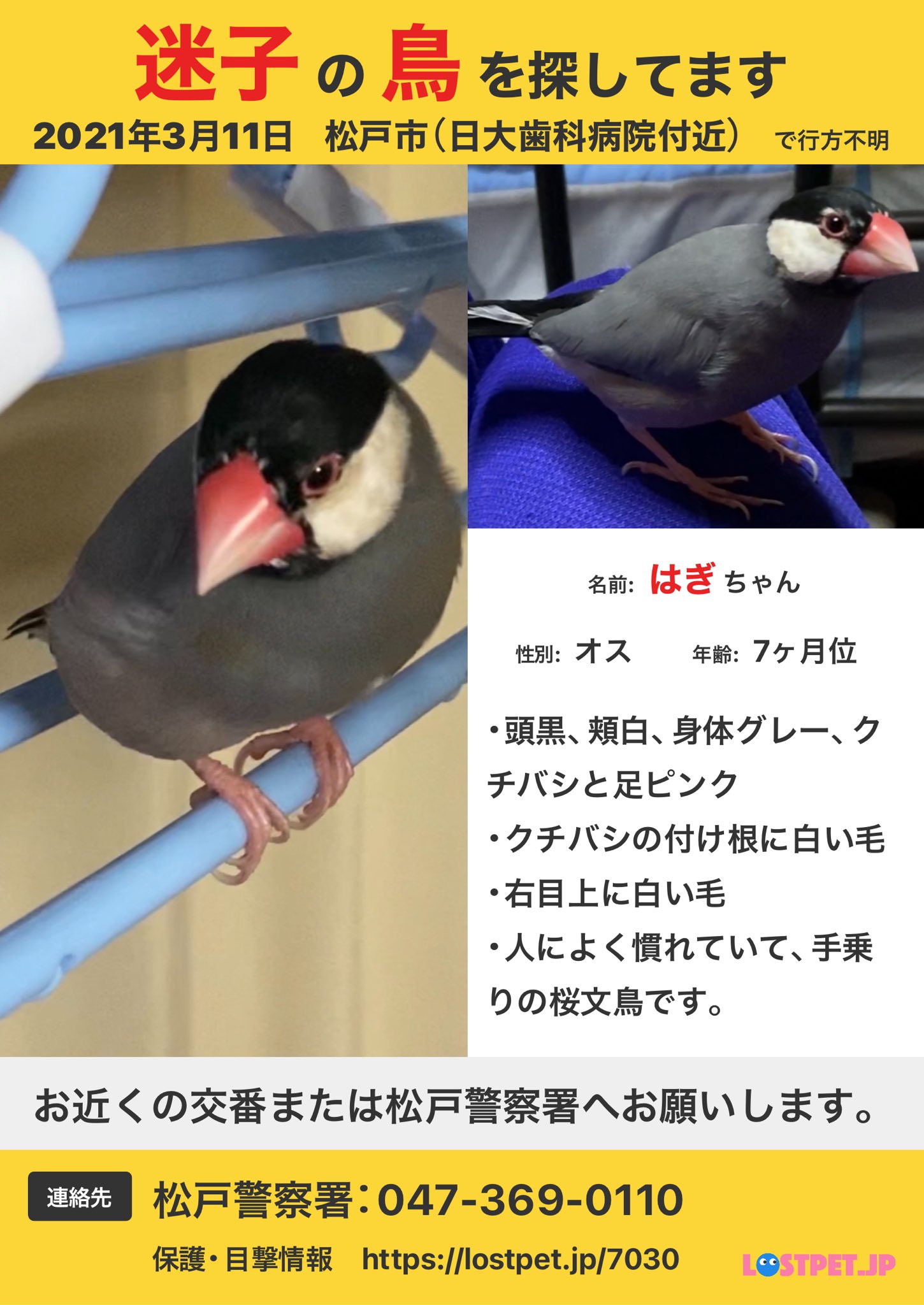 迷子文鳥探してます 千葉県松戸市で迷子になった桜文鳥のはぎちゃん 1か月経ちました 保護の情報等ありましたら こちらか松戸警察署へご連絡ご協力お願いします クチバシはピンク 頭は黒 頬は白 体はグレー 写真より白い毛が増えているかもしれませ