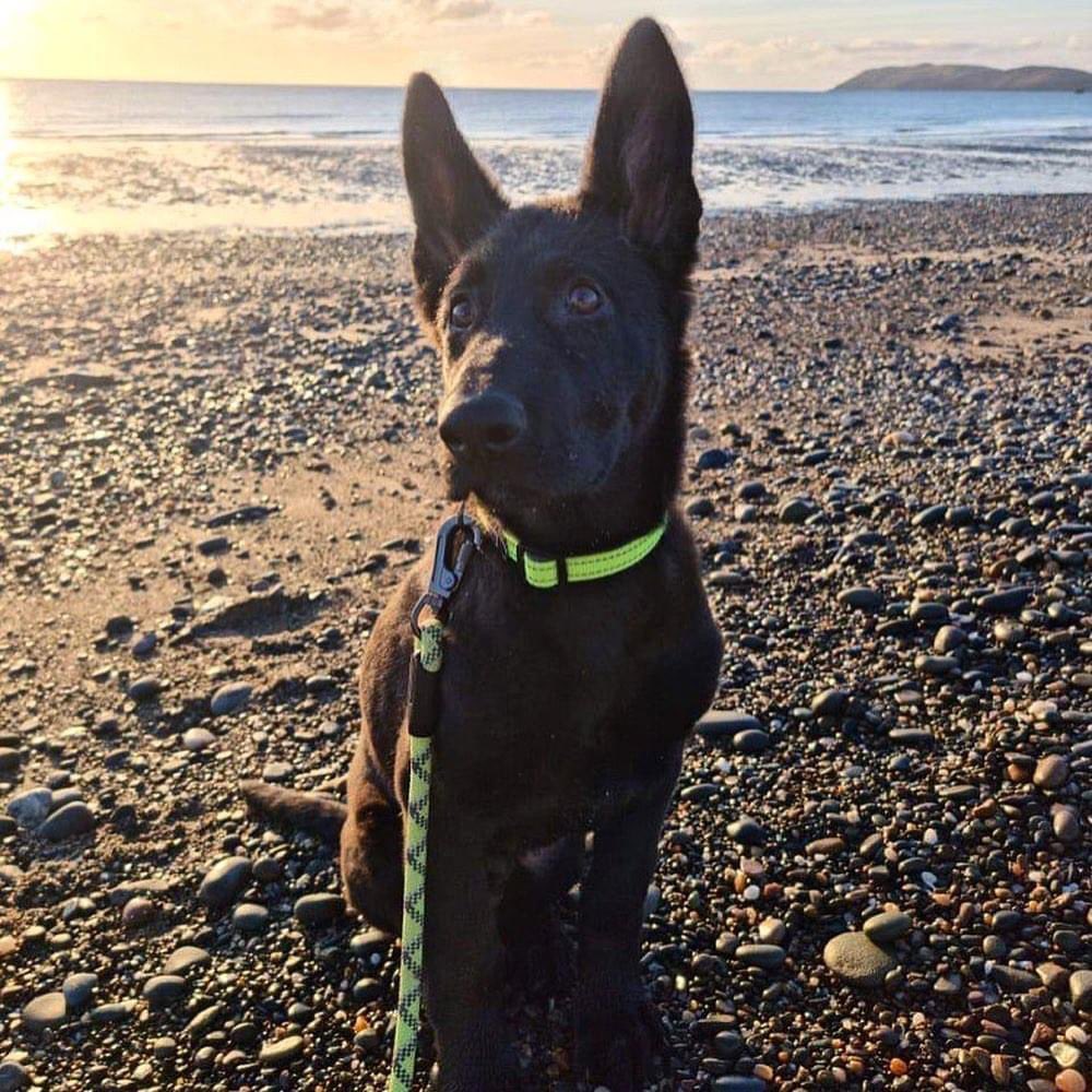 IomShepherds's tweet photo. 🐾 Pup-date 🐾 Look how Aki has grown! What a handsome dog he is quickly turning into 🥰 #gsd #gsdpuppy #blackgsd #workinglines #isleofman https://t.co/SiCmtYWHWJ