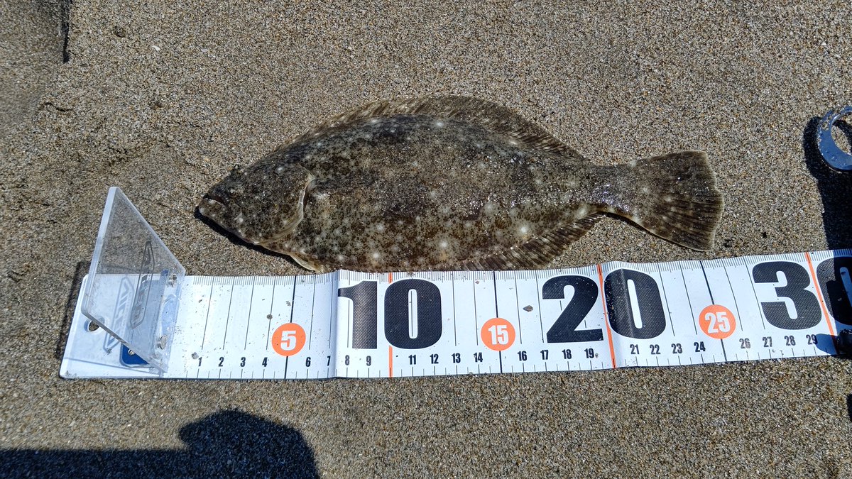 たかてぃー週休2日 子供の春休みも終わり 久しぶりにホームサーフへ 今年初のヒラメ ソゲ ソゲでも滅茶苦茶嬉しい 鹿島灘サーフ ヘビーミノー110s