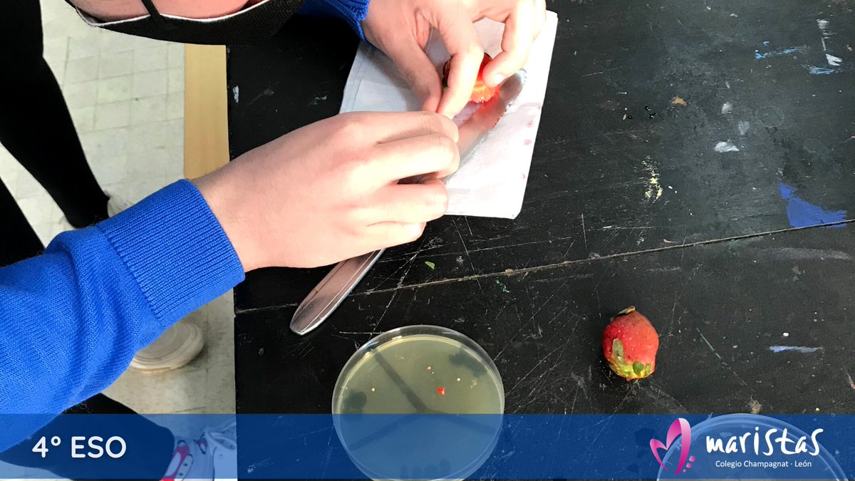 ChampaLeon's tweet photo. #Ciencia | #cultivosInVitro 

Los alumnos y alumnas de #Champa4ESO han estado trabajando sobre los sistemas de cultivo de plantas In Vitro. 😍
#ciencia #Champa https://t.co/moBikyLYdu