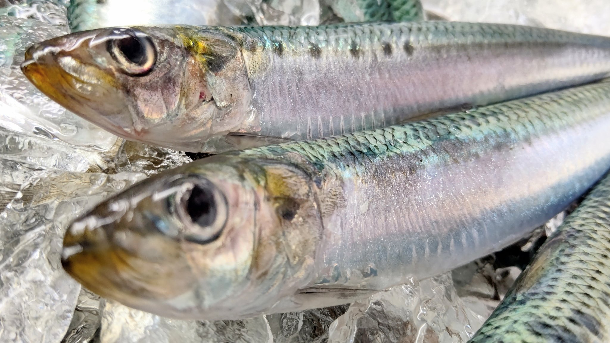 練馬 丸川水産 Matsumotohausu Epa Dha 頭が良くなるよ 魚もいっぱい食べてね Epa Dha 魚を食べると頭が良くなる 青魚だね 練馬魚屋 丸川 丸川水産 T Co Nbm3r85kph Twitter