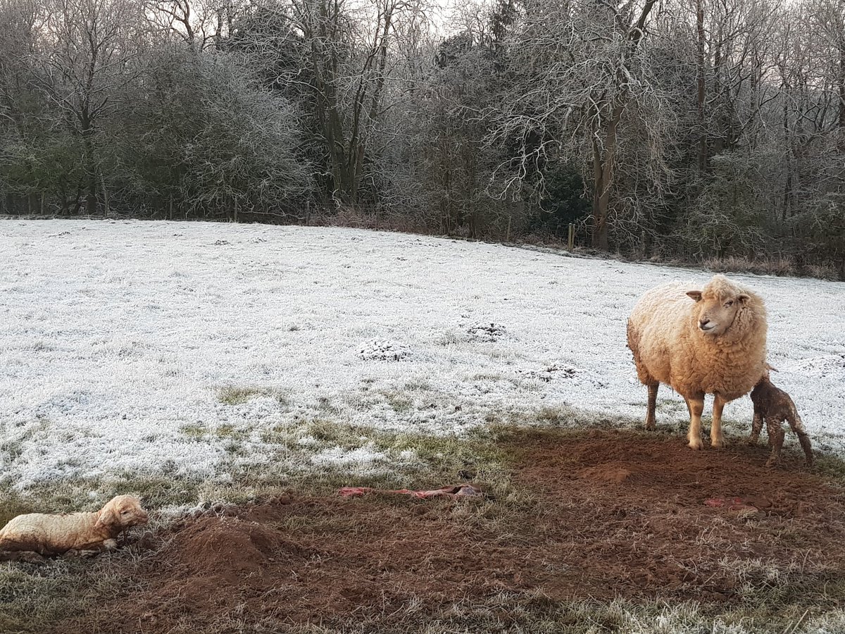 Tough times don't last, tough lambs and Shepherds do! 🥶 Staying positive.