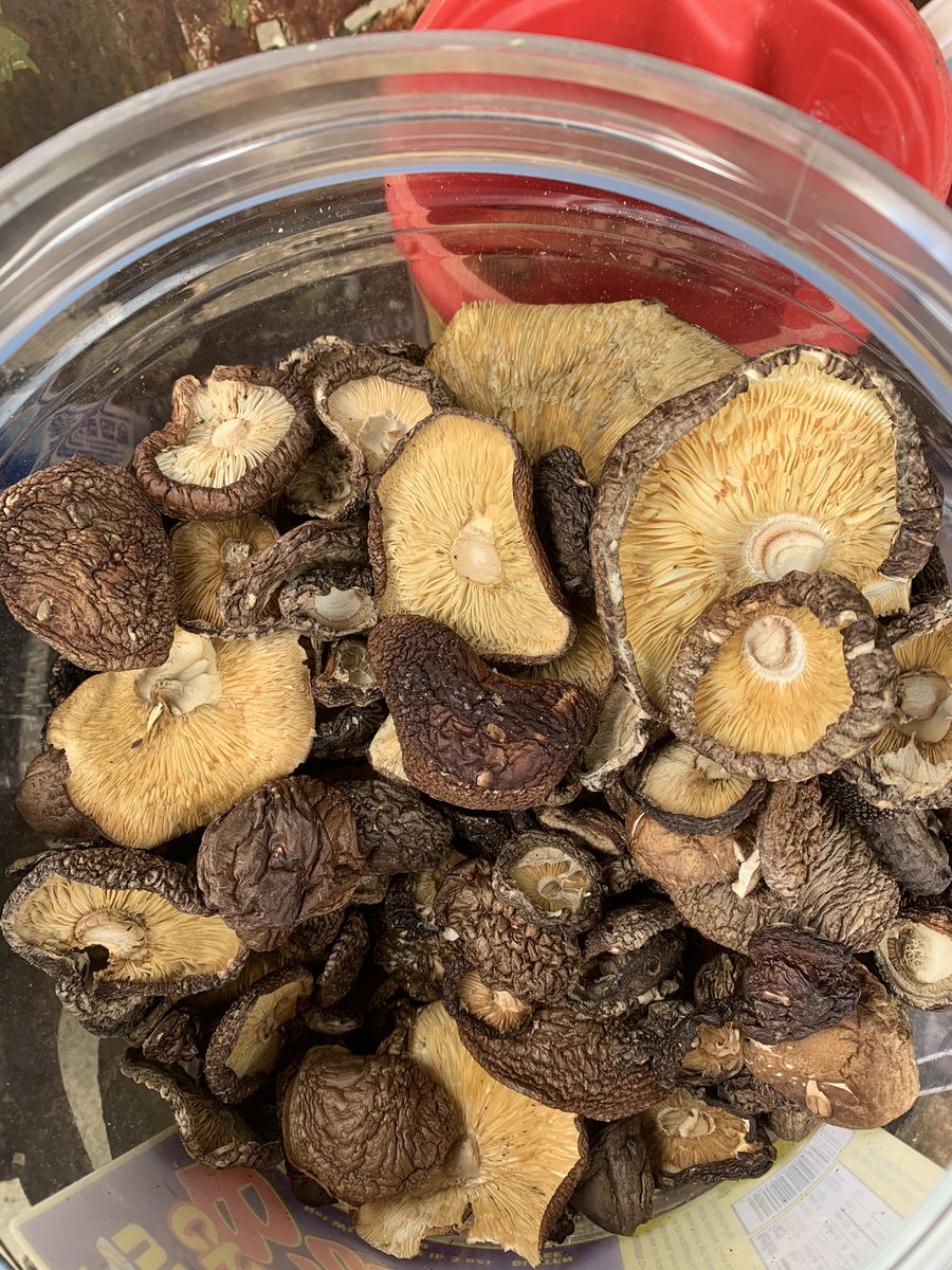 Great time learning about mushroom cultivation with my forest health students. Hands-on learning from great woodland stewards = amazing educational opportunity (not to mention fun!)